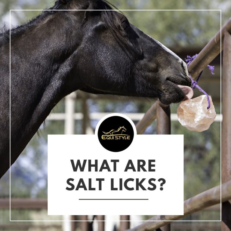 Read more about the article What Are Salt Licks? – The Complete Guide To Licking Salt
