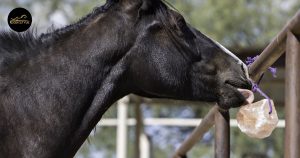 Read more about the article What Are Salt Licks – Different Benefits & Uses for Livestock Animals