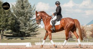 Read more about the article Protect Your Investment: The Ultimate English Saddle Cover Guide